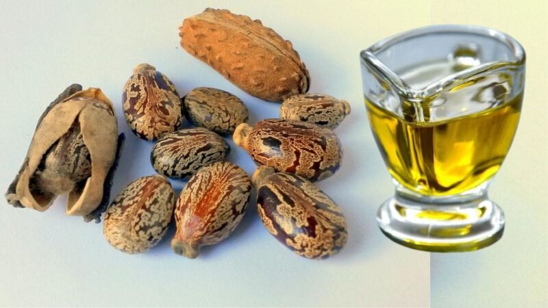 castor oil in hindi meaning - Hình 5