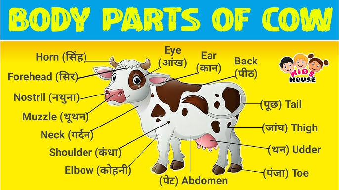 Cattle (पशु) का हिंदी में अर्थ क्या है?