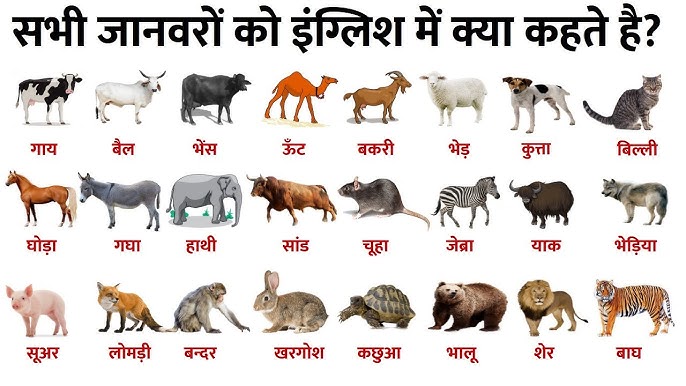 विभिन्न प्रकार के पशु (Cattle) और उनके हिंदी नाम