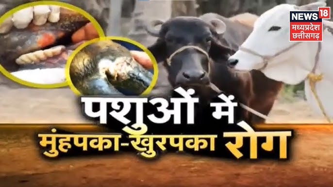 पशुओं (Cattle) से संबंधित रोग और उनकी रोकथाम  हिंदी में जानकारी