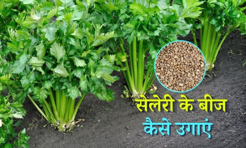 celery meaning in hindi - Hình 2