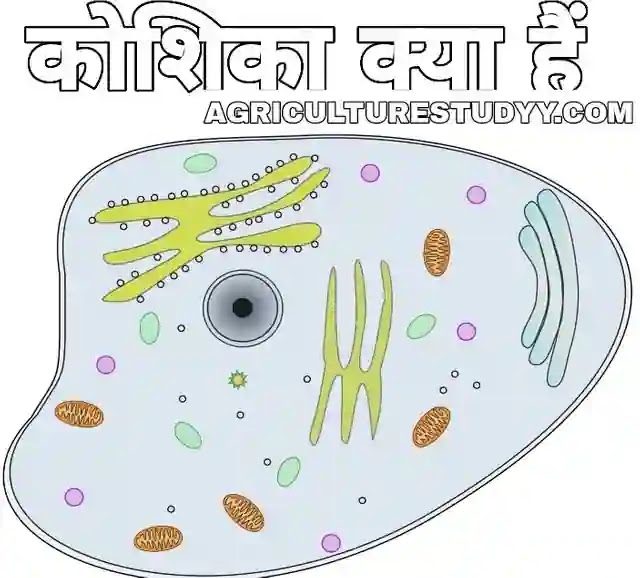 cell meaning in hindi - Hình 2