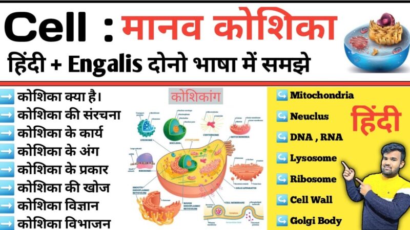 cell meaning in hindi - Hình 4