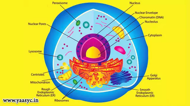 cell meaning in hindi - Hình 5