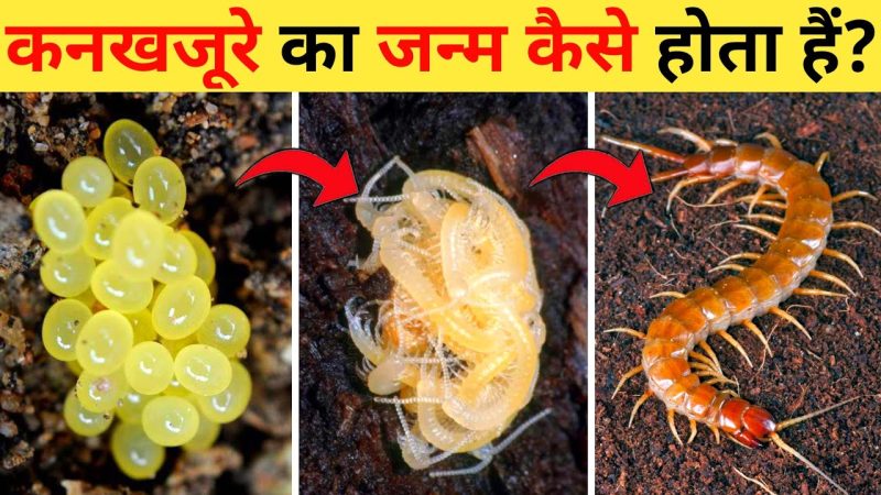 कनखजूरा क्या है? परिचय और जैविक वर्गीकरण