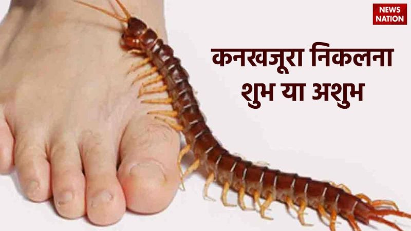 कनखजूरा कहाँ पाए जाते हैं? निवास स्थान और व्यवहार