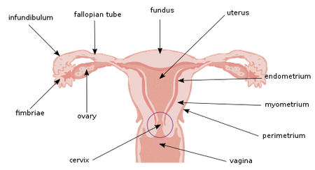 गर्भाशय ग्रीवा क्या है? गर्भाशय ग्रीवा की शारीरिक रचना और कार्य (What is the Cervix? Anatomy and Function of the Cervix)
