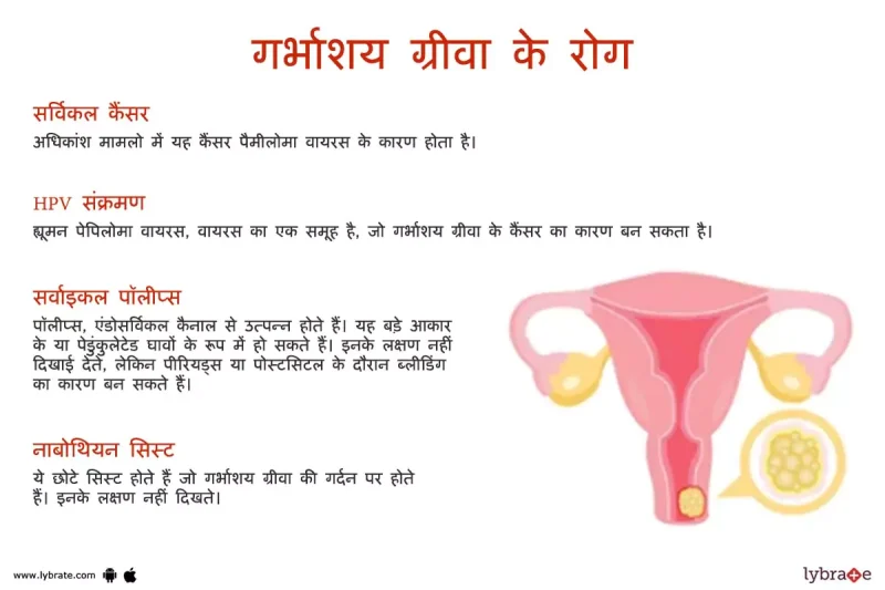गर्भाशय ग्रीवा (Cervix) की शारीरिक रचना और कार्य: हिंदी में स्पष्टीकरण