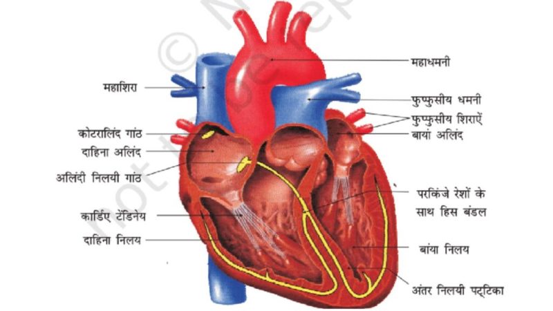 परिसंचरण तंत्र क्या है?