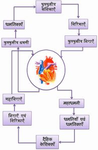 circulatory system meaning in hindi 3