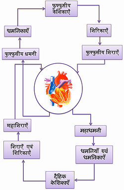 परिसंचरण तंत्र के प्रमुख कार्य
