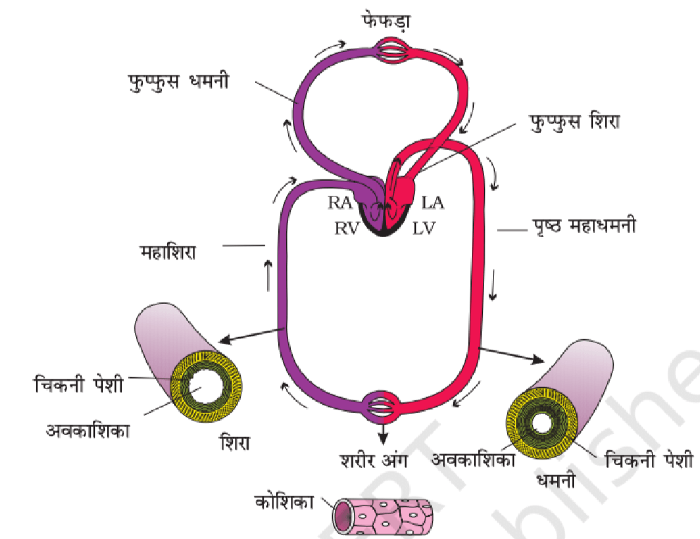 परिसंचरण तंत्र कैसे काम करता है?