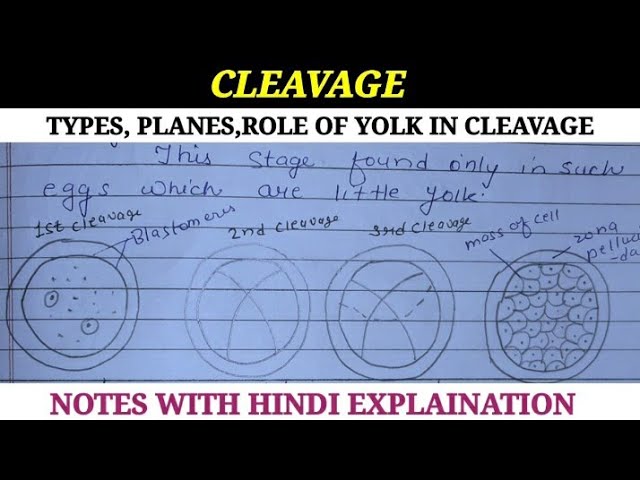 क्लीवेज का उपयोग अलंकारिक और लाक्षणिक अर्थों में