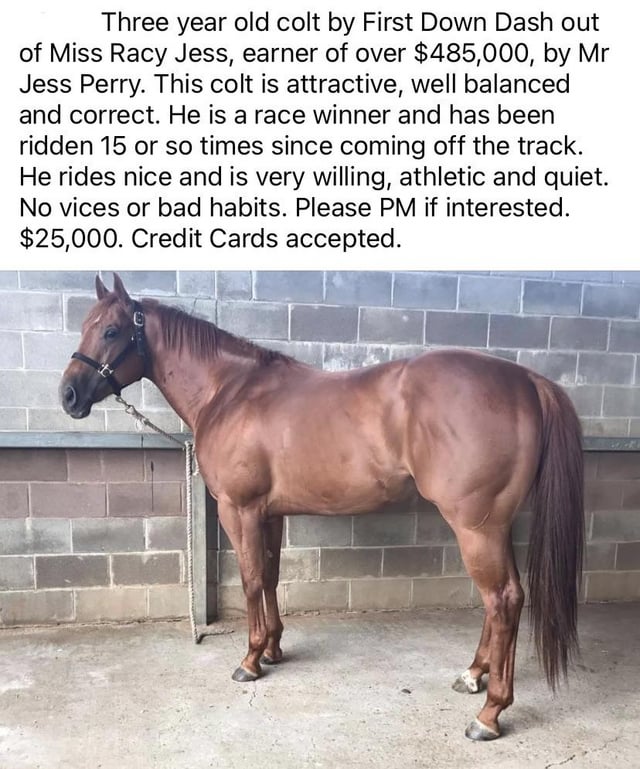 colt meaning in hindi 2