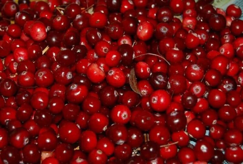 cranberry meaning in hindi - Hình 5