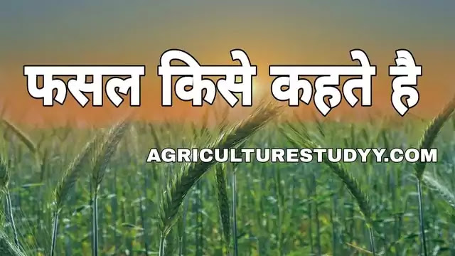 फसल का अर्थ हिंदी में: परिभाषा और बुनियादी बातें