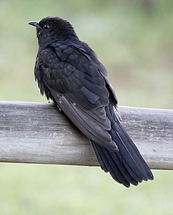cuckoo meaning in hindi - Hình 2