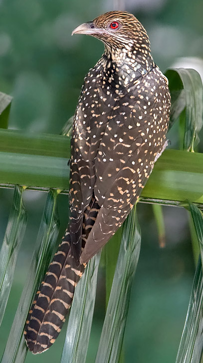 cuckoo meaning in hindi - Hình 3