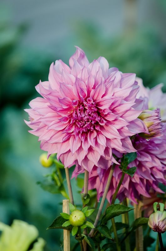डहलिया का हिंदी में अर्थ: एक व्यापक व्याख्या (Dahlia ka Hindi mein Arth: Ek Vyapak Vyakhya)