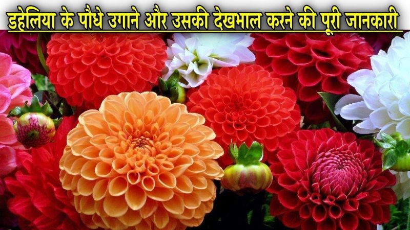 क्या डहलिया सिर्फ एक फूल है? हिंदी में डहलिया के विभिन्न अर्थ और प्रतीकवाद (Kya Dahlia Sirf Ek Phool Hai? Hindi Mein Dahlia ke Vibhinn Arth aur Pratikvad)