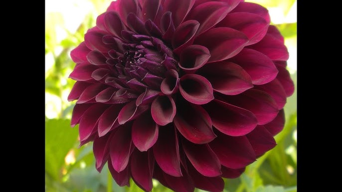 विभिन्न रंगों के डहलिया फूल और उनके हिंदी में गहरे अर्थ (Vibhinn Rangon ke Dahlia Phool aur Unke Hindi Mein Gahere Arth)