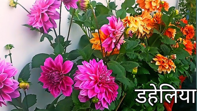 डहलिया: भारत में उत्पत्ति, इतिहास और सांस्कृतिक महत्व (Dahlia: Bharat Mein Utpatti, Itihas aur Sanskritik Mahatva)