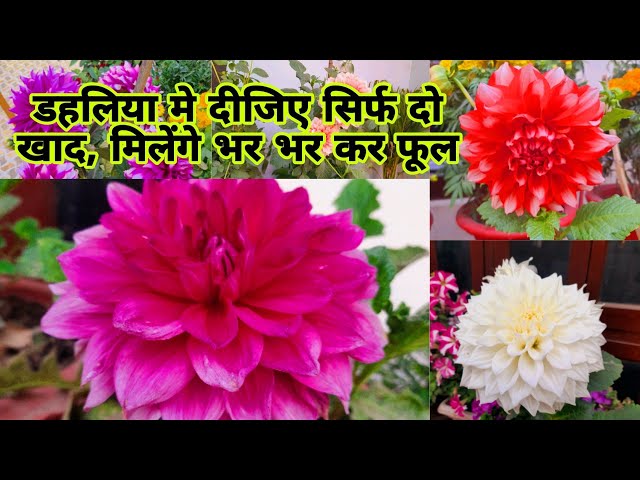 हिंदी में डहलिया का उपयोग: कविता, साहित्य और कला में (Hindi Mein Dahlia ka Upyog: Kavita, Sahitya aur Kala Mein)