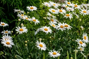 daisy meaning in hindi 2
