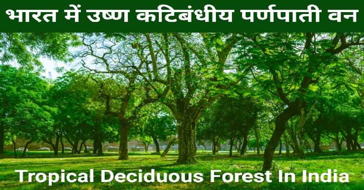 पर्णपाती वृक्षों के सामान्य उदाहरण