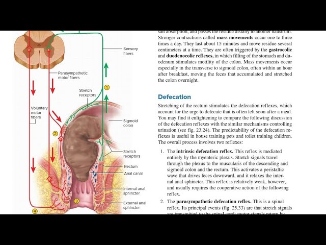 defecation meaning in hindi - Hình 2
