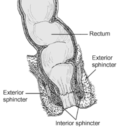 defecation meaning in hindi - Hình 3