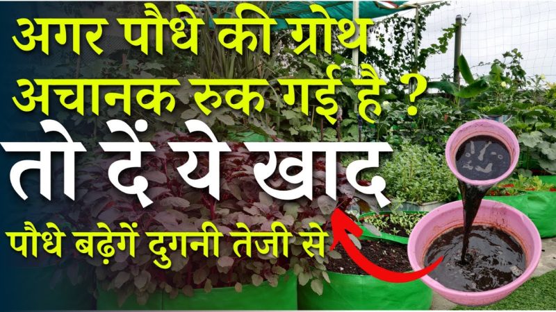 Dendrophile Meaning In Hindi: वृक्षप्रेमी, पर्यायवाची, लक्षण और तथ्य 13 डेंड्रोफाइल बनने के तरीके: पेड़ों के साथ जुड़ने के लिए टिप्स