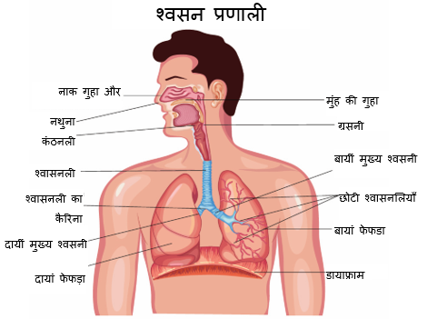 शरीर विज्ञान में डायफ्राम: श्वसन प्रणाली का एक महत्वपूर्ण हिस्सा (शरीर विज्ञान में डायफ्राम: श्वसन प्रणाली का एक महत्वपूर्ण हिस्सा)