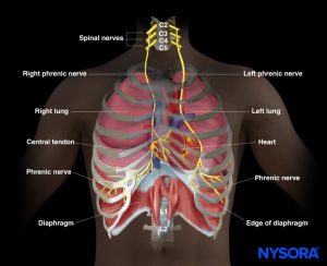diaphragm meaning in hindi 5