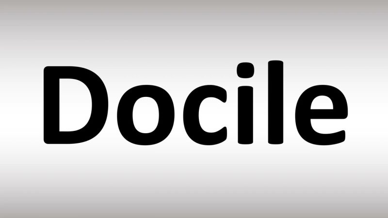 वाक्य प्रयोग: Docile का सही उपयोग कैसे करें?