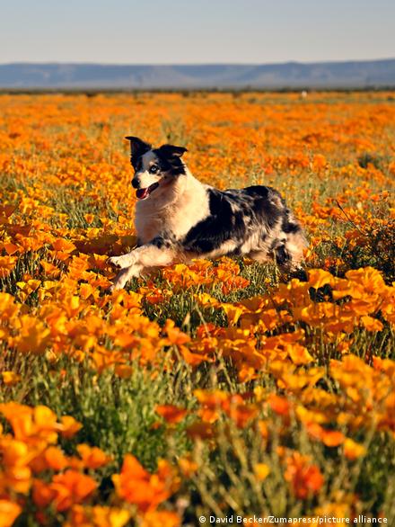 dog meaning in hindi 1