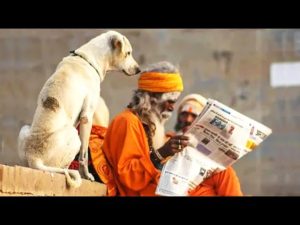 dog meaning in hindi 2