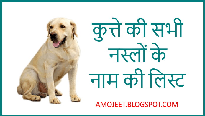 विभिन्न प्रकार के कुत्तों के लिए हिंदी शब्द: एक शब्दावली