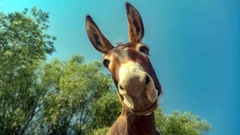 donkey meaning in hindi - Hình 3