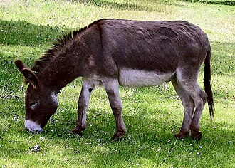 donkey meaning in hindi - Hình 1