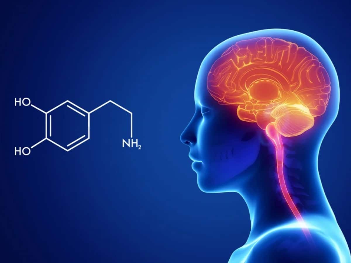 डोपामाइन के कार्य और भूमिकाएँ (Dopamine Ke Karya Aur Bhumikaen)