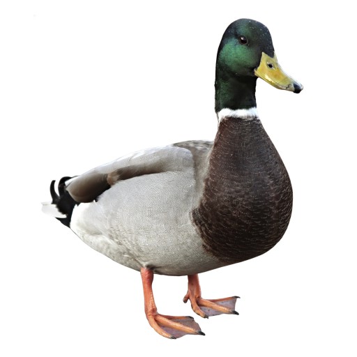 duck meaning in hindi - Hình 2