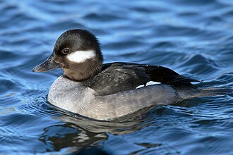 duck meaning in hindi - Hình 3