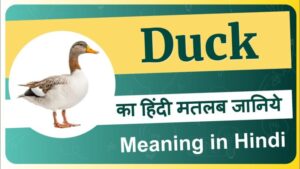 duck meaning in hindi