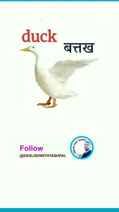 duck meaning in hindi - Hình 4