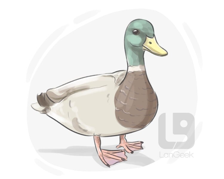 duck meaning in hindi - Hình 5