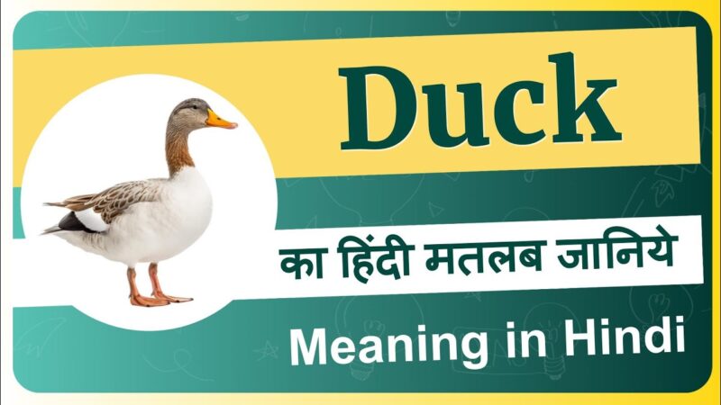 duck meaning in hindi - Hình 1