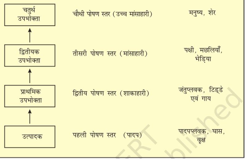 पारिस्थितिकी के मूल सिद्धांत और अवधारणाएँ