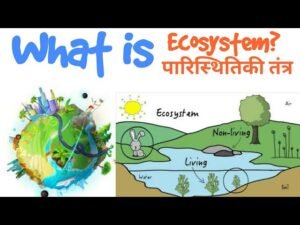 ecosystem meaning in hindi