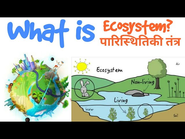 ecosystem meaning in hindi - Hình 1